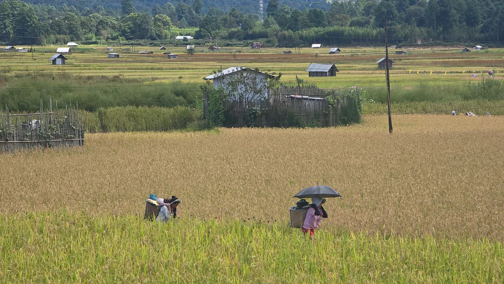 Apatani farmers harvesting golden rice in Ziro Valley, Arunachal Pradesh