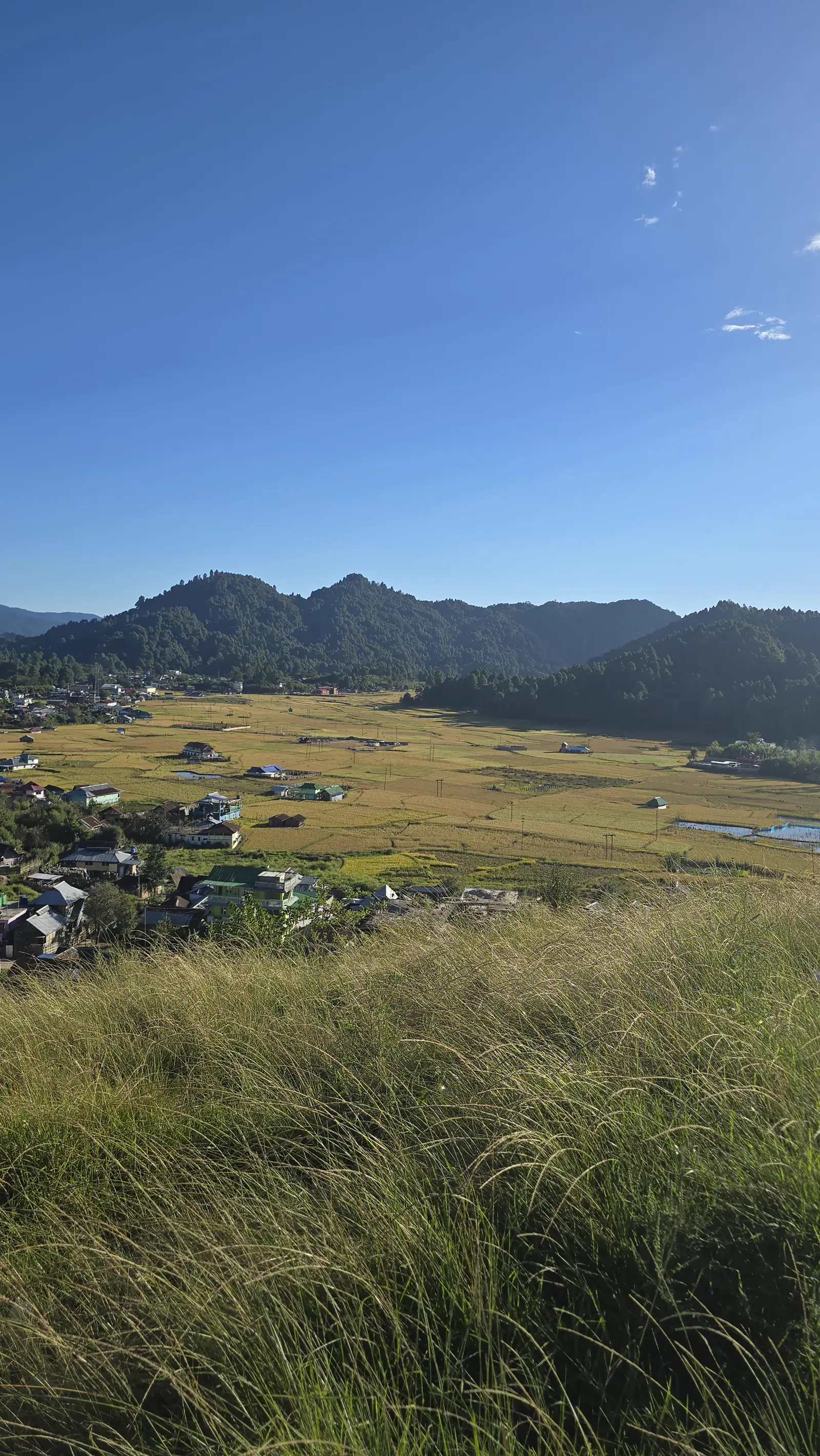 Golden rice fields and traditional huts in Ziro Valley, Arunachal Pradesh at harvest