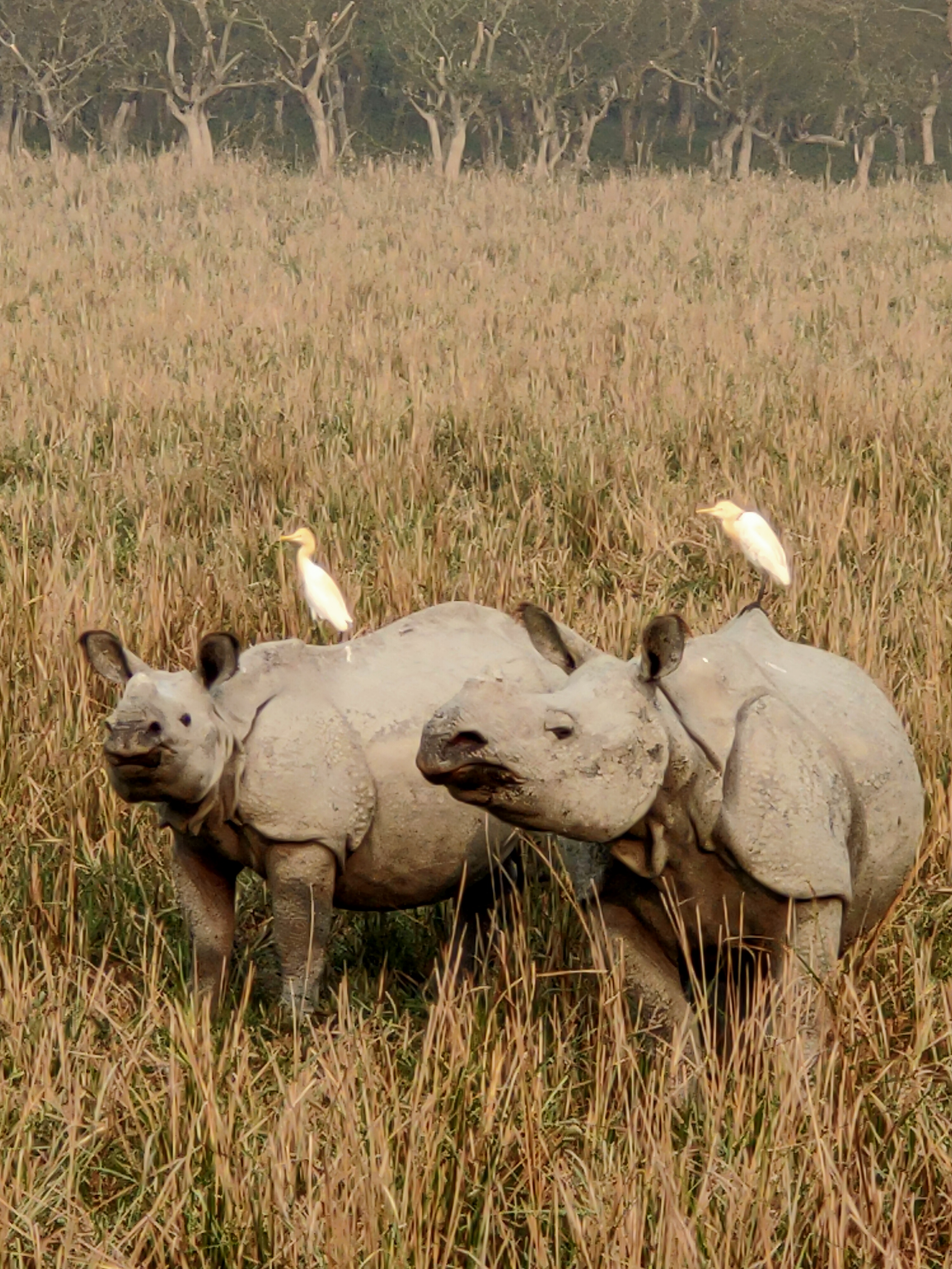 Greater one-horned rhinoceros at Pobitora Wildlife Sanctuary, Assam