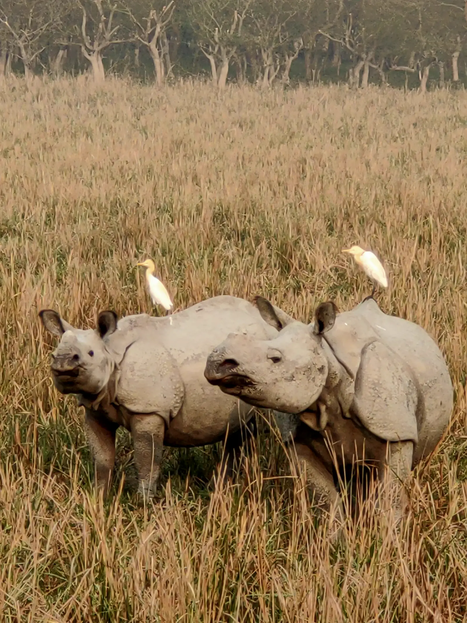 One-horned rhinoceros in the grasslands of Assam in winter