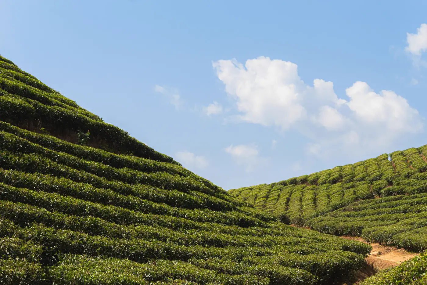 Morning light across tea garden ridges in Darjeeling