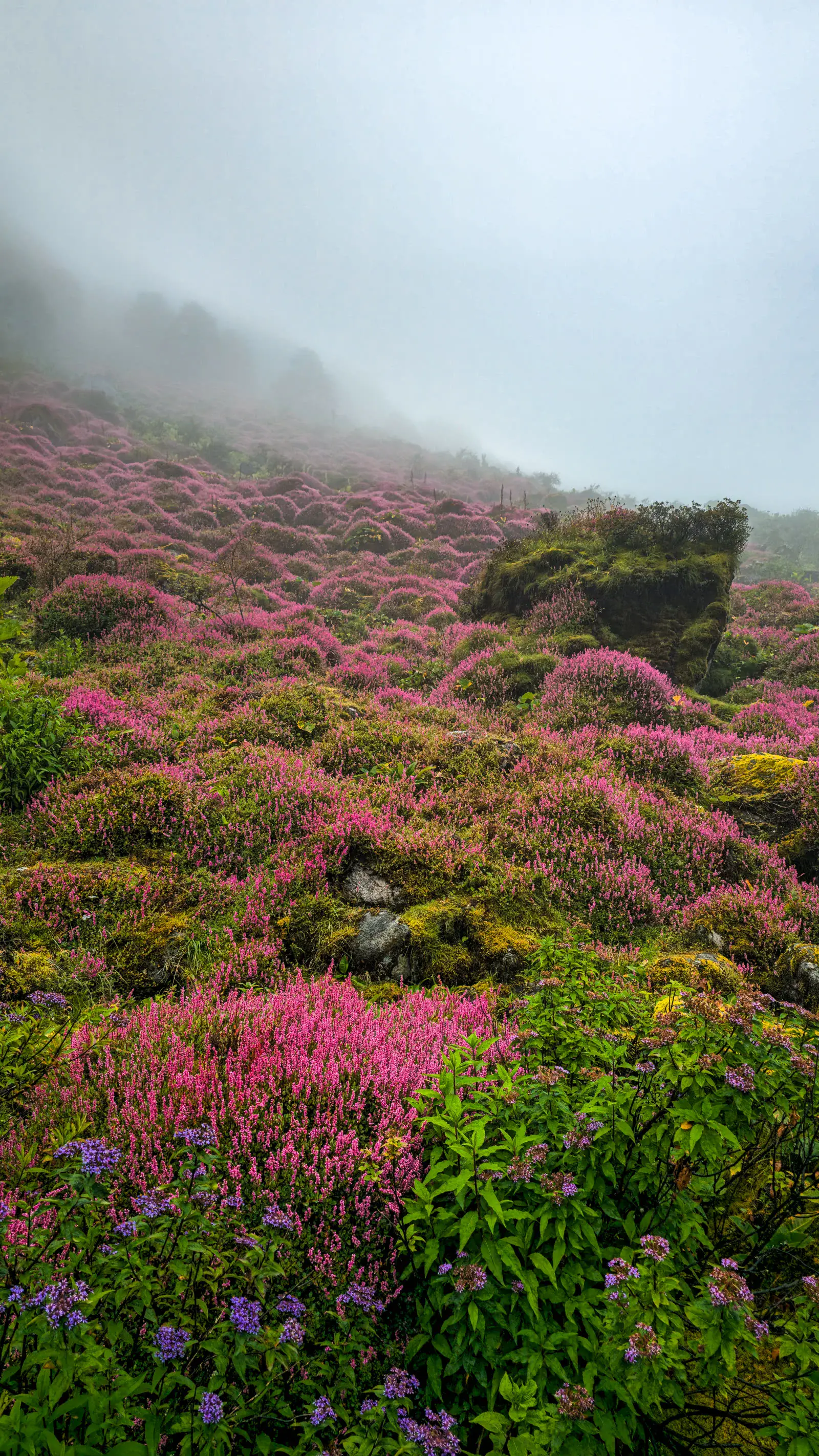 Open landscape in Northeast India — unhurried, wide, and free