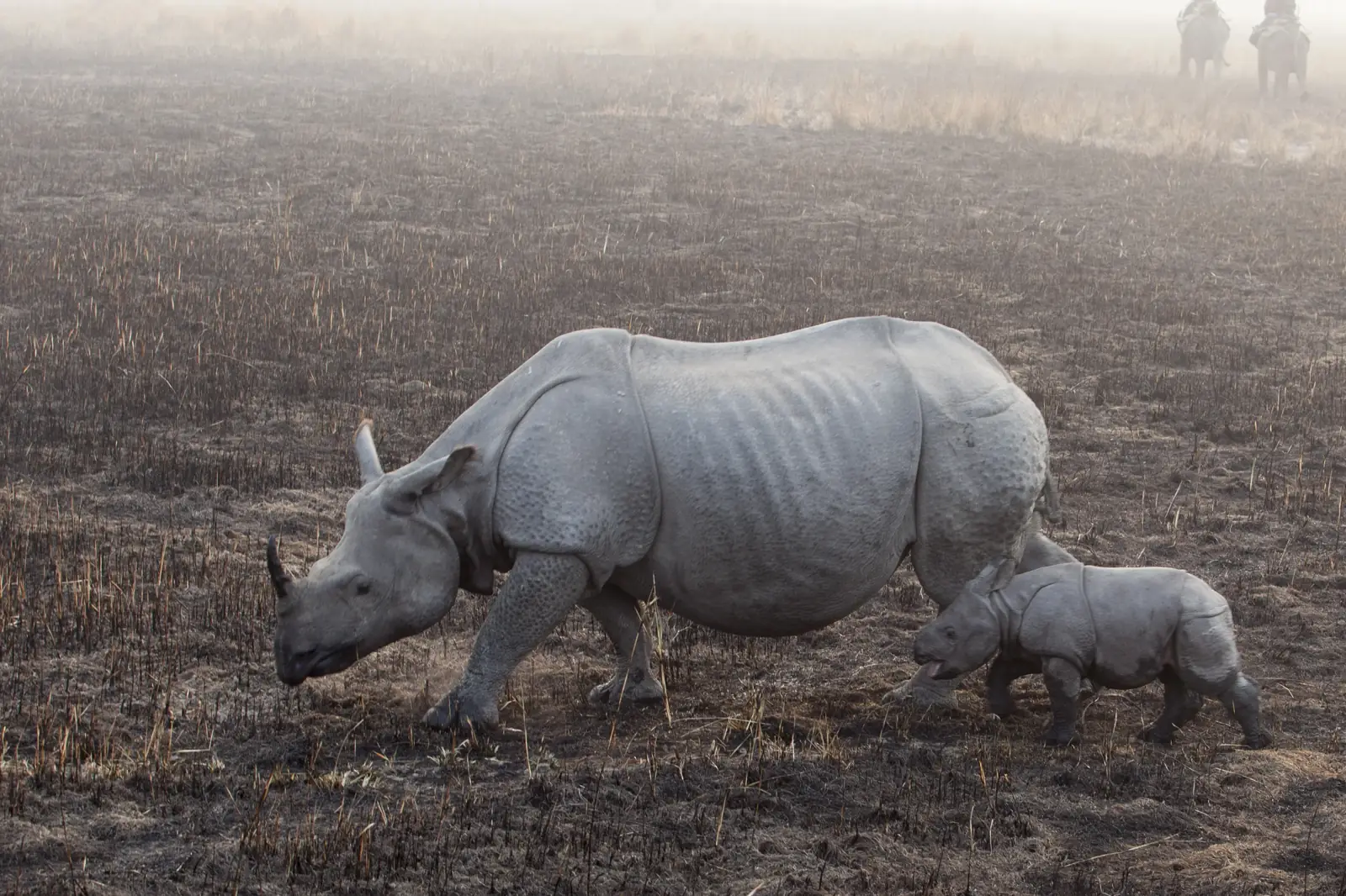 One-horned rhino and calf in Kaziranga National Park